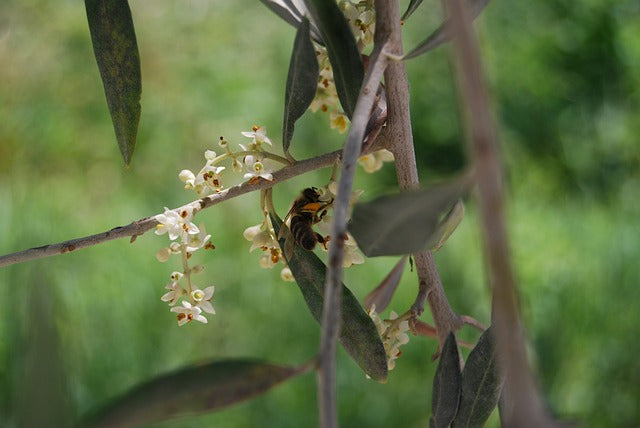Floración del olivar, abeja livando flores del olivo