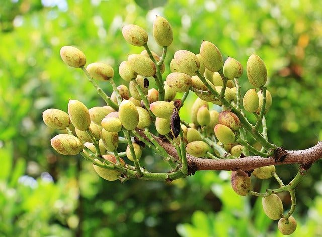 Conociendo la fertilización del pistacho