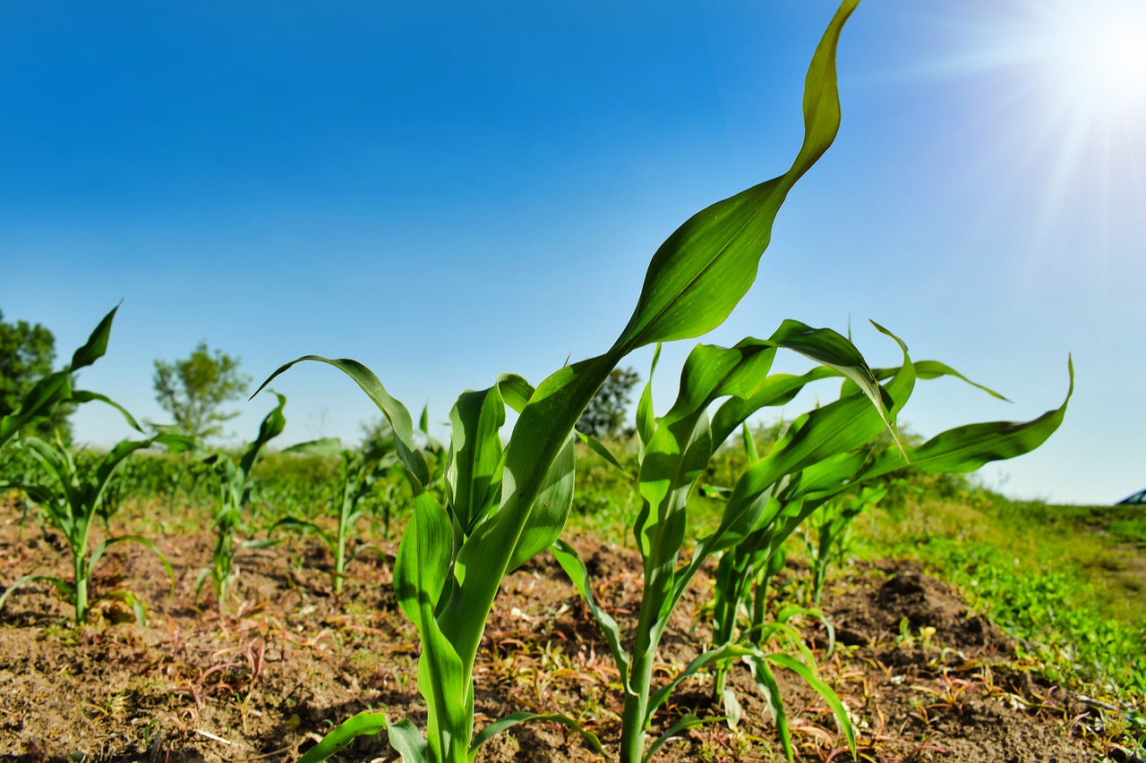 Lo que tienes que saber sobre el uso del nitrógeno ecológico para agricultura ecológica