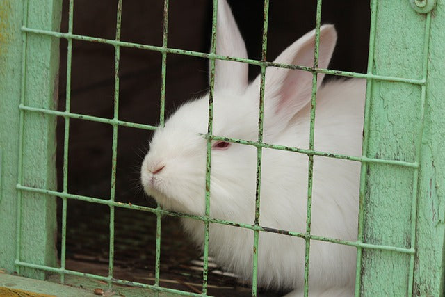 Lista de las Mejores Jaulas para Conejos para tu Jardín, Hogar o Terraza