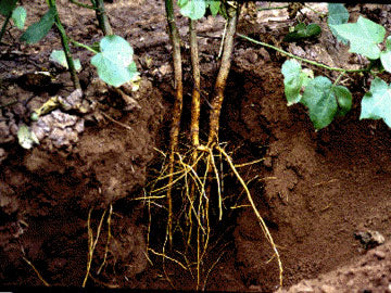 Apuesta por las sustancias húmicas para mejorar las raíces