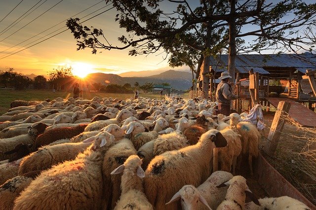 rebaño ovejas en granja