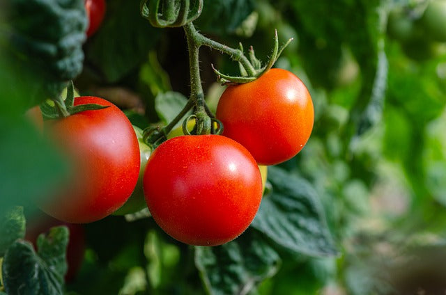 Cómo influye el balance de nutrientes en el engorde de tomate
