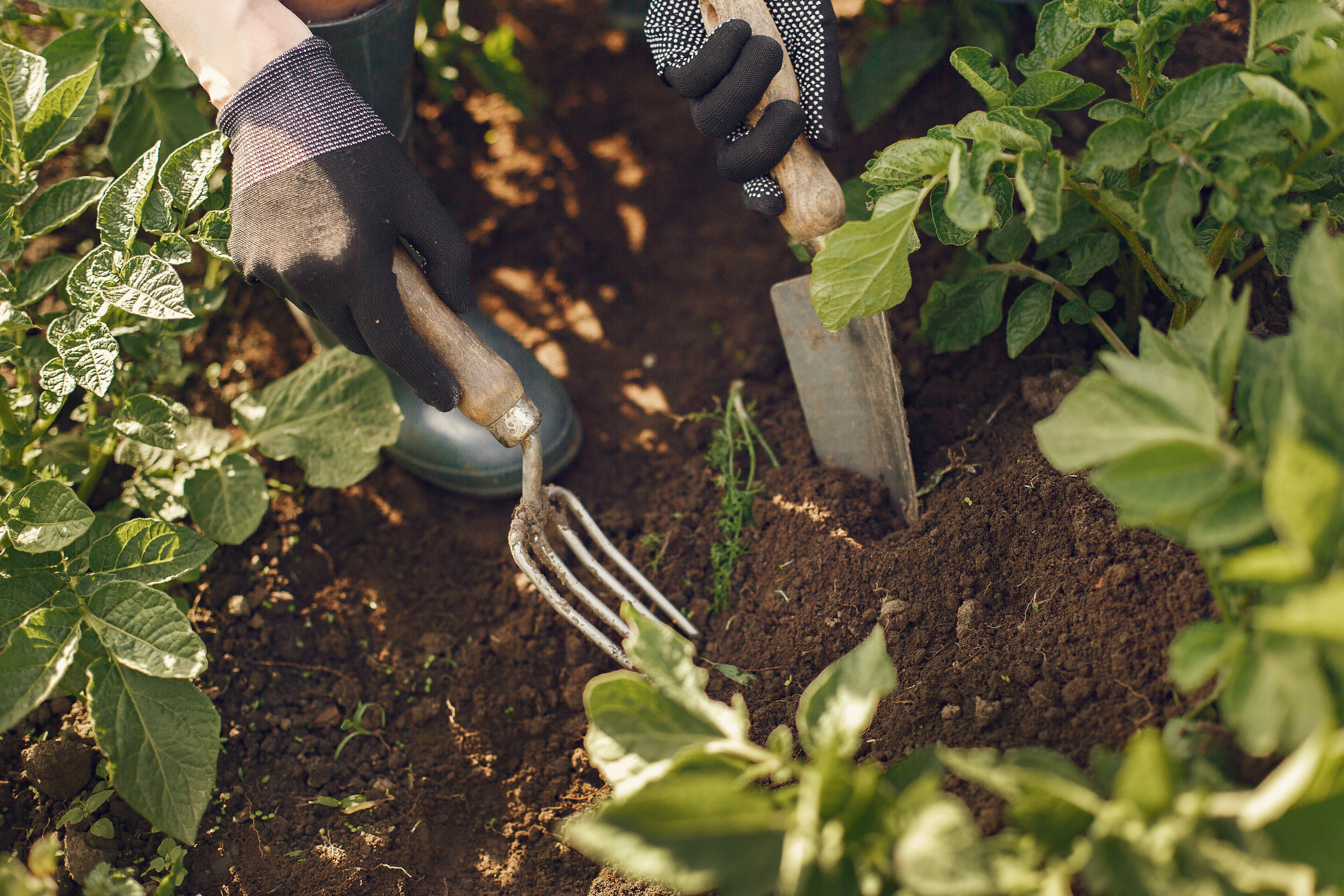 Abril en el huerto: qué sembrar y cómo preparar tu jardín en primavera