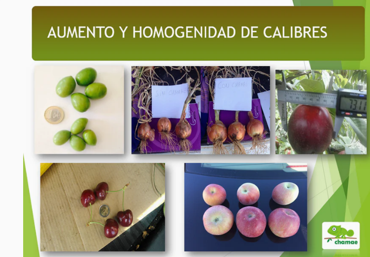 Pack Especial Huerto Ecologico - Chamae