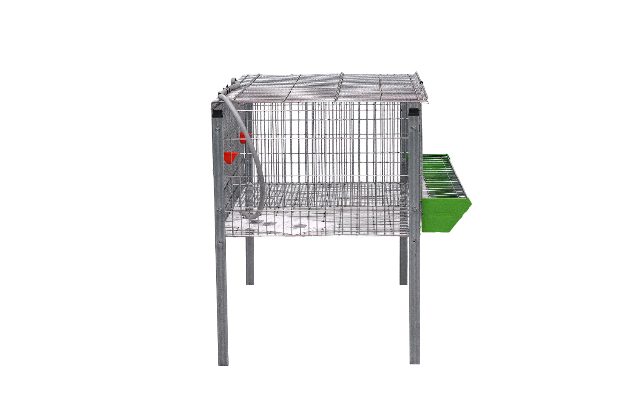 Modelo Pollos Poly-2 – Engorde con Comedero y Bebedero