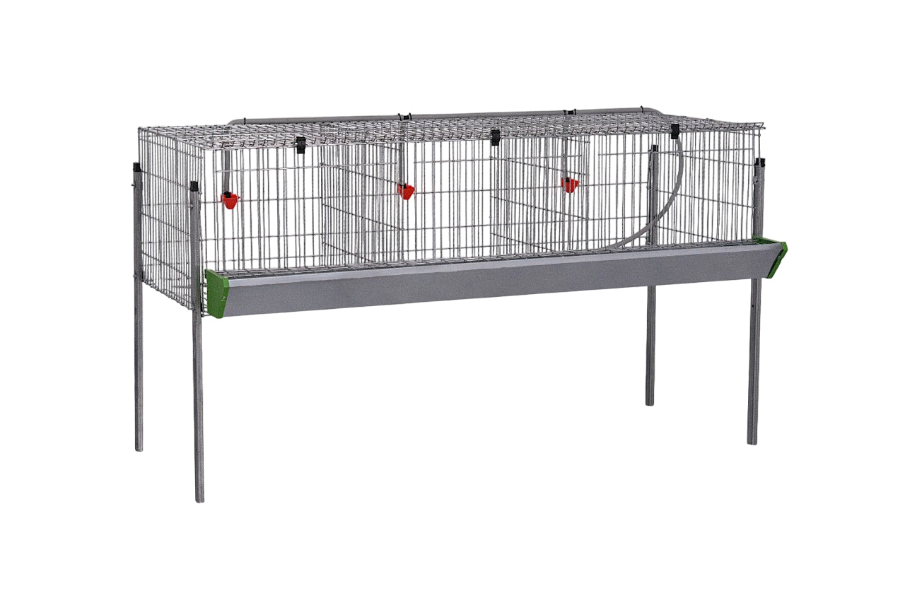 Modelo Pollos Poly-3 – Engorde con Comedero y Bebedero