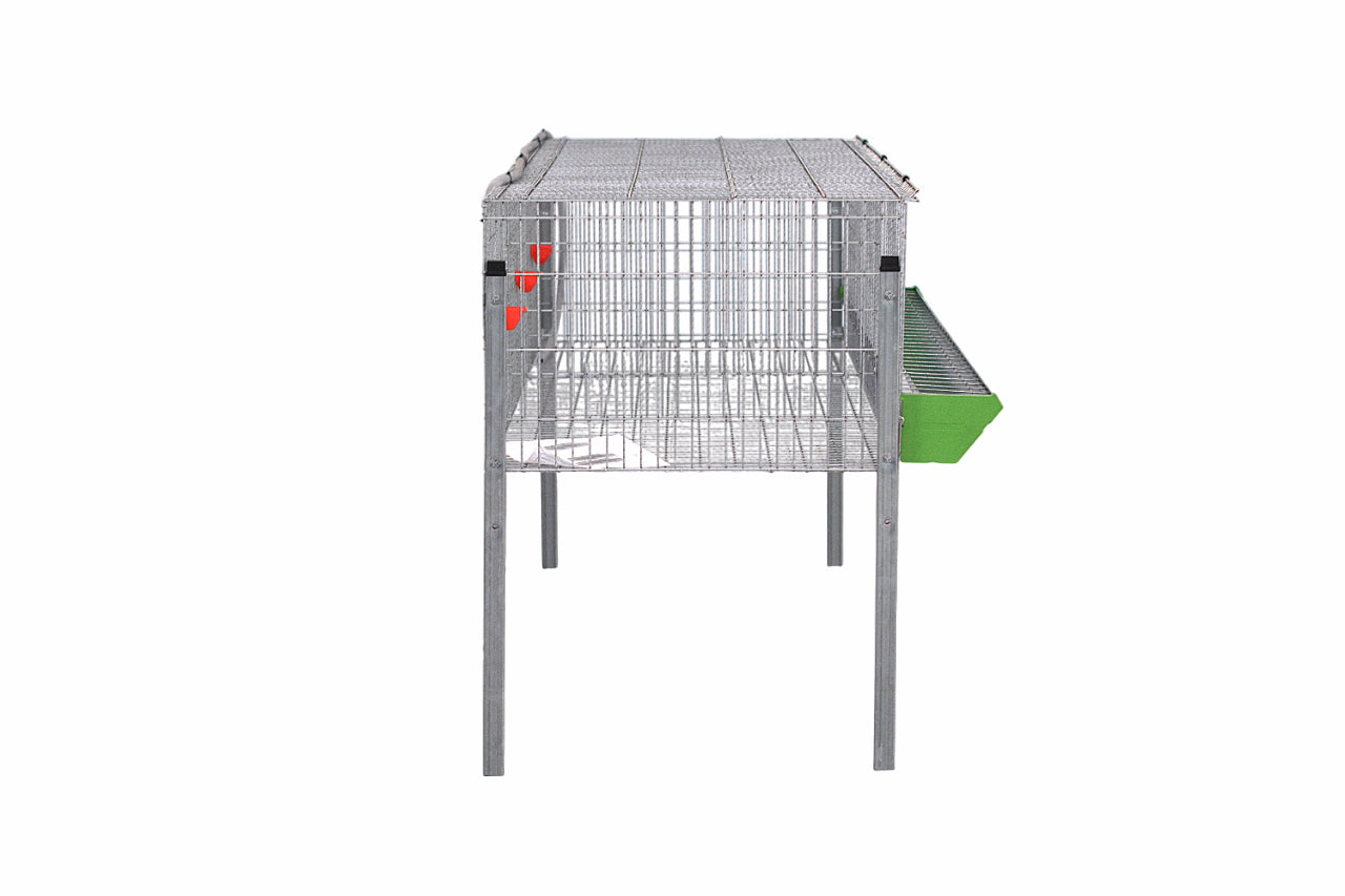 Modelo Pollos Poly-3 – Engorde con Comedero y Bebedero