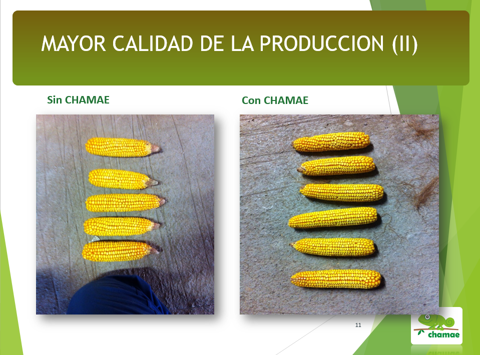 CHAMAE + FULVICOS
