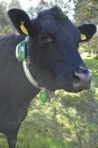 Las vacas con el collar de Ixorigue